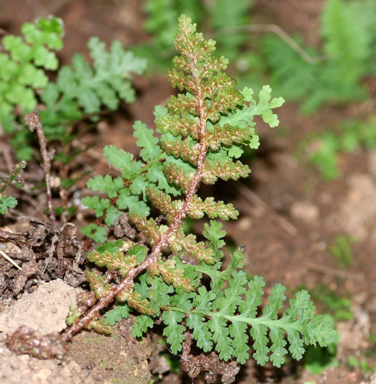 Asplenium cordatum Asplenium cordatum