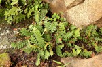 Asplenium cordatum