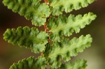 Asplenium cordatum
