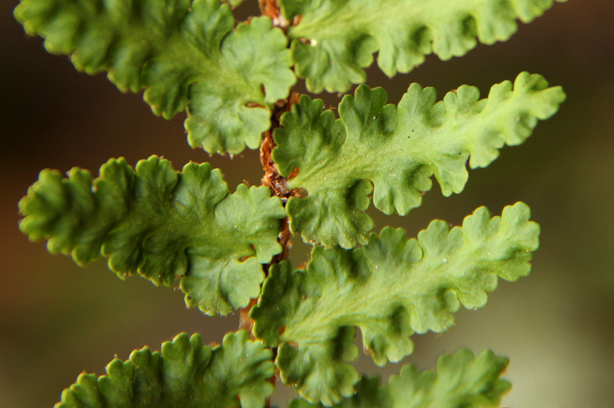 Asplenium cordatum Asplenium cordatum