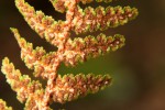 Asplenium cordatum