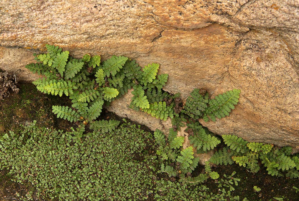 Asplenium cordatum Asplenium cordatum