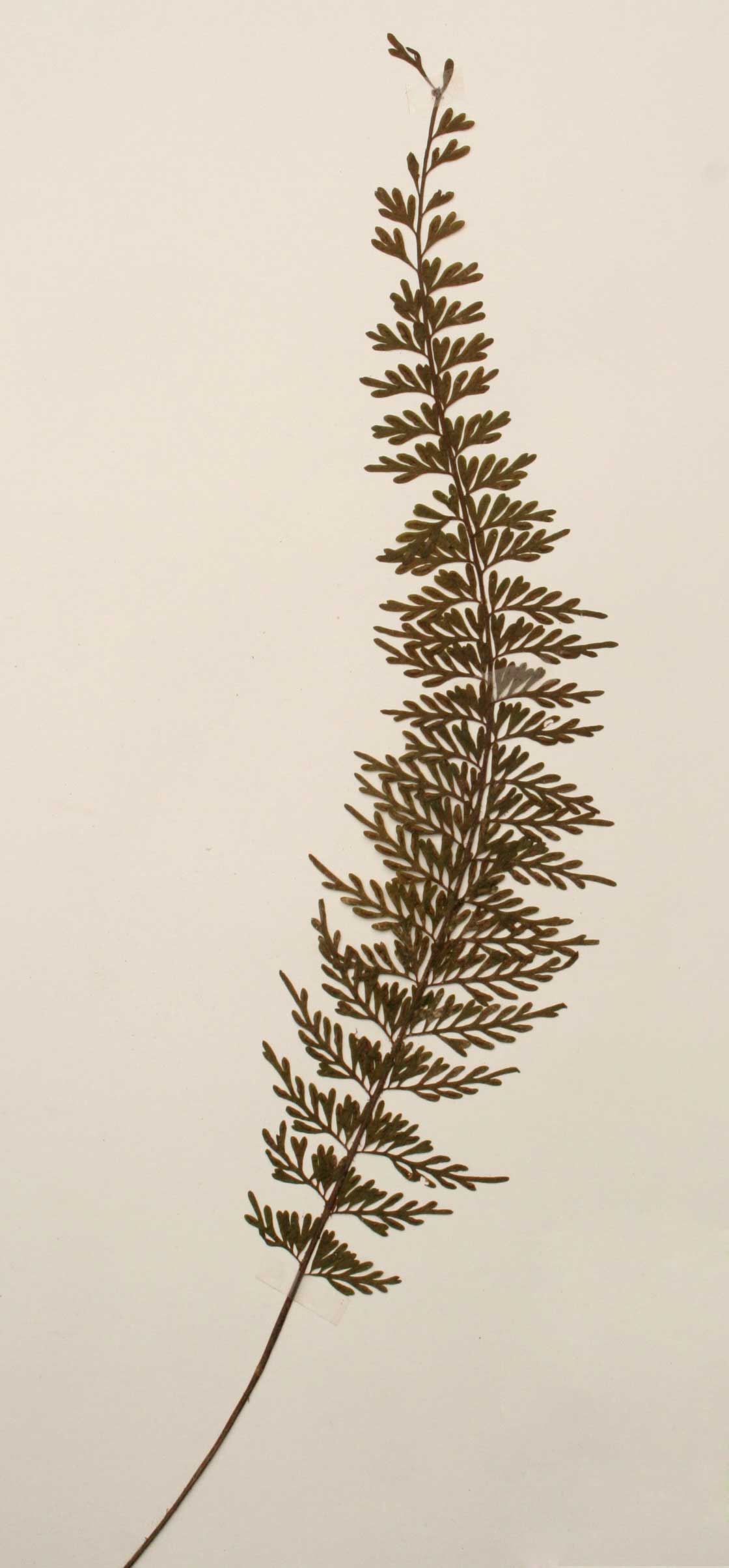 Asplenium dregeanum Asplenium dregeanum