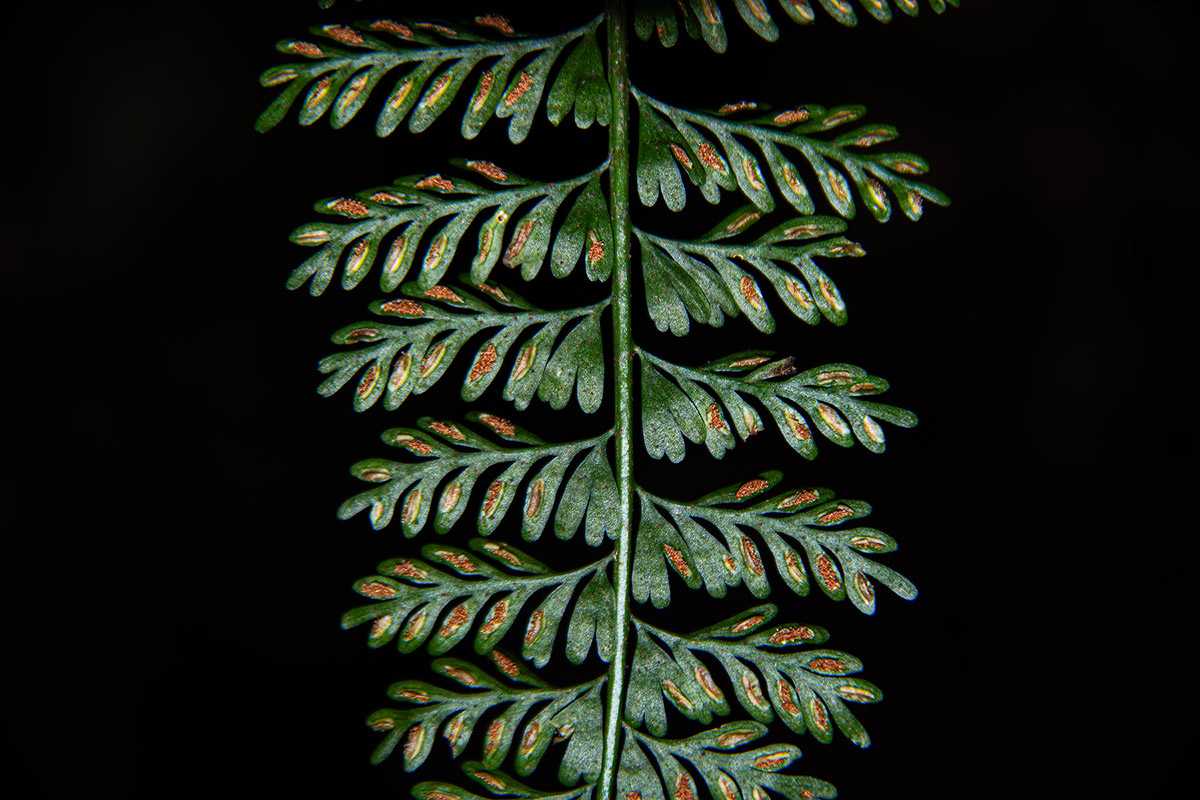 Asplenium dregeanum Asplenium dregeanum