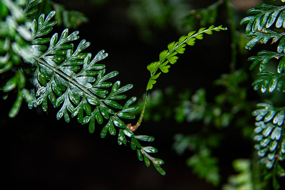 Asplenium dregeanum Asplenium dregeanum