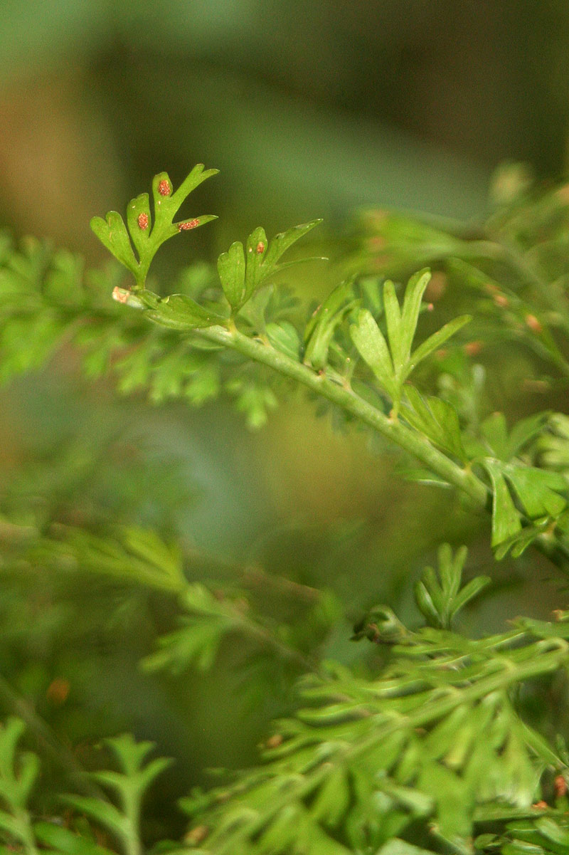 Asplenium dregeanum Asplenium dregeanum