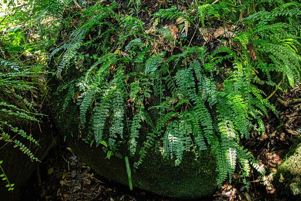 Asplenium dregeanum Asplenium dregeanum