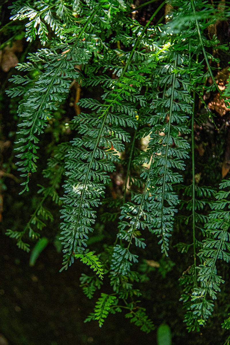 Asplenium dregeanum Asplenium dregeanum