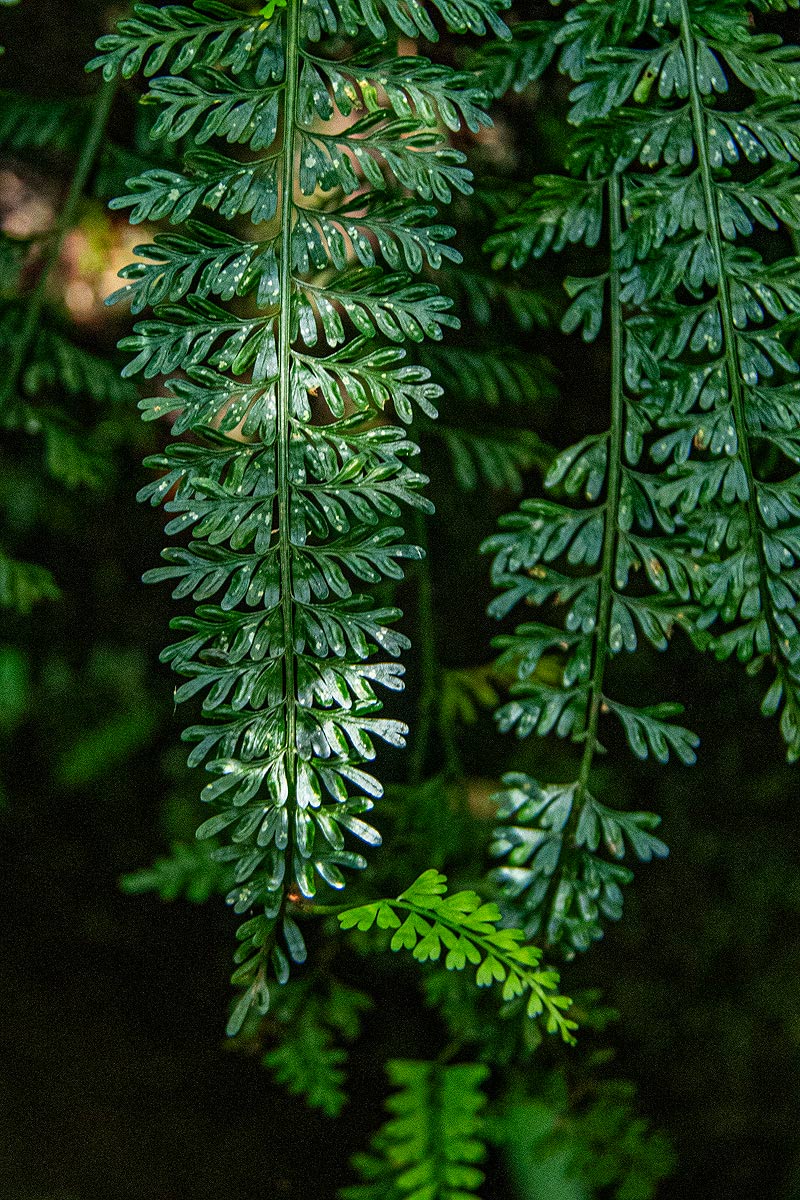 Asplenium dregeanum Asplenium dregeanum