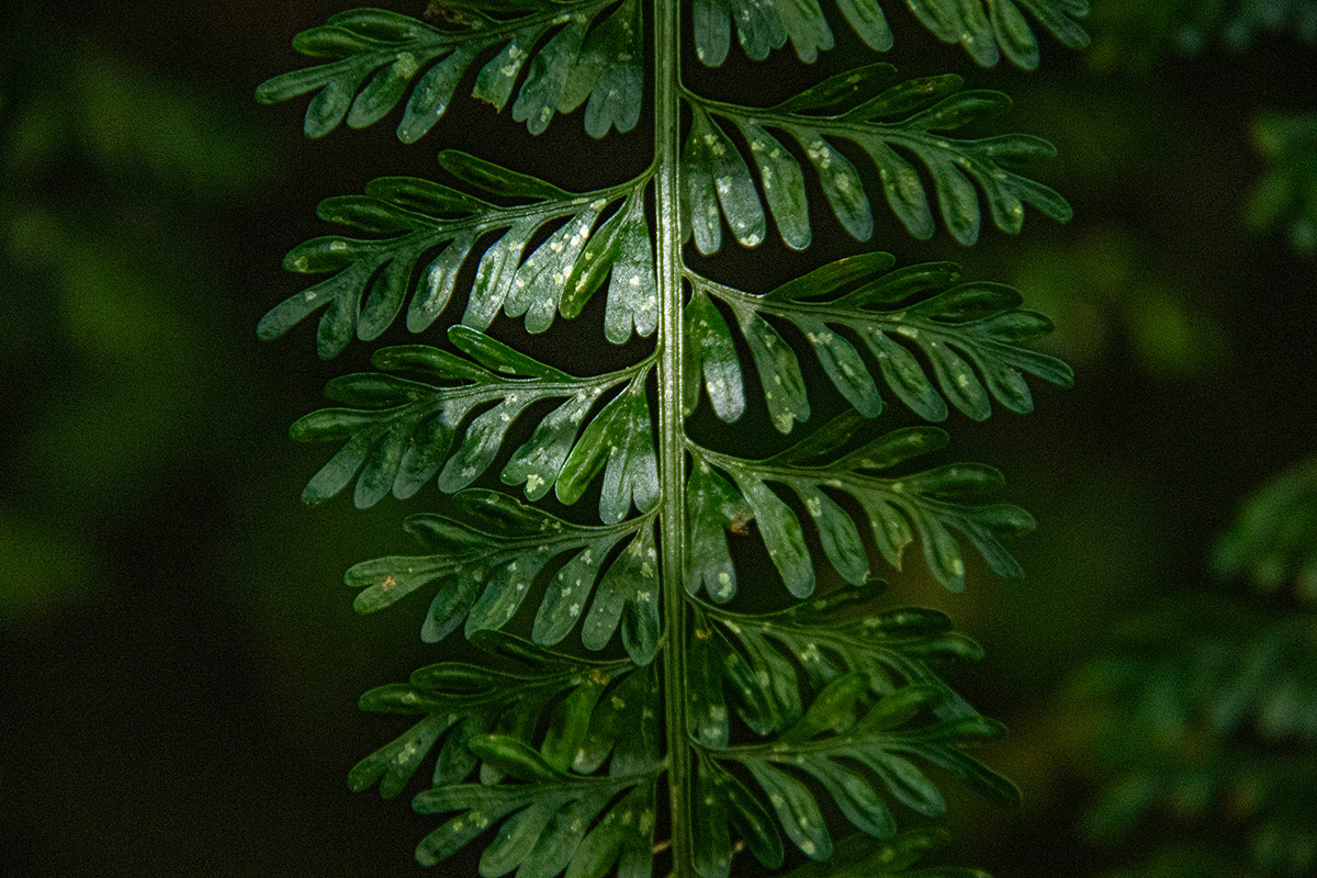 Asplenium dregeanum Asplenium dregeanum