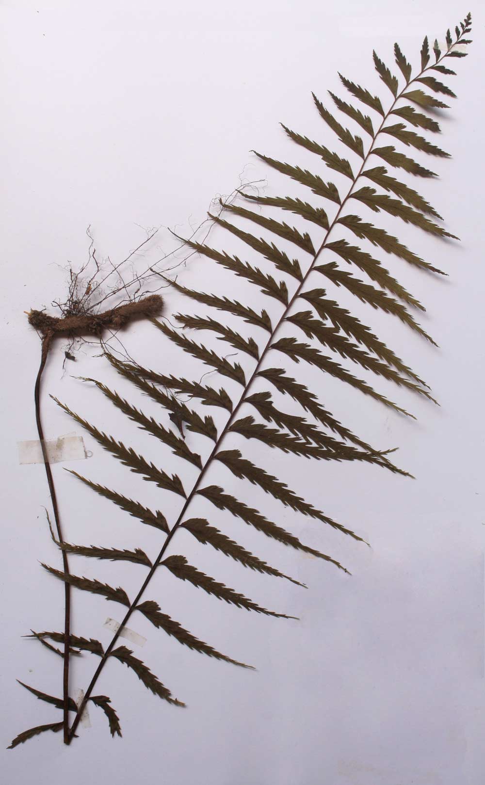 Asplenium friesiorum Asplenium friesiorum