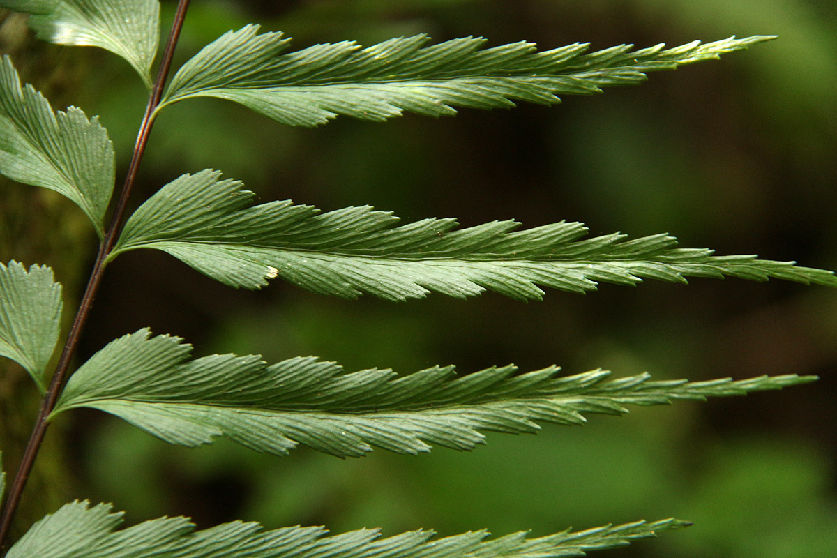 Asplenium friesiorum Asplenium friesiorum