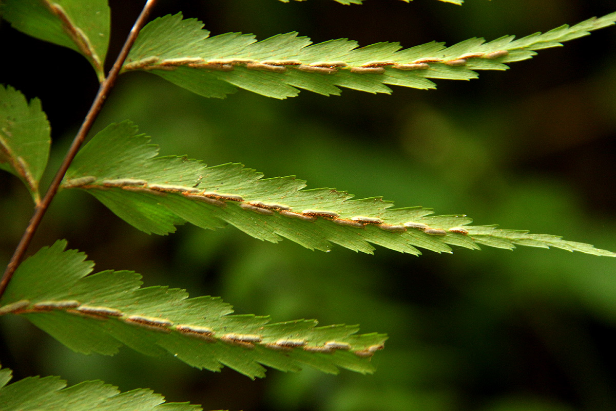 Asplenium friesiorum Asplenium friesiorum