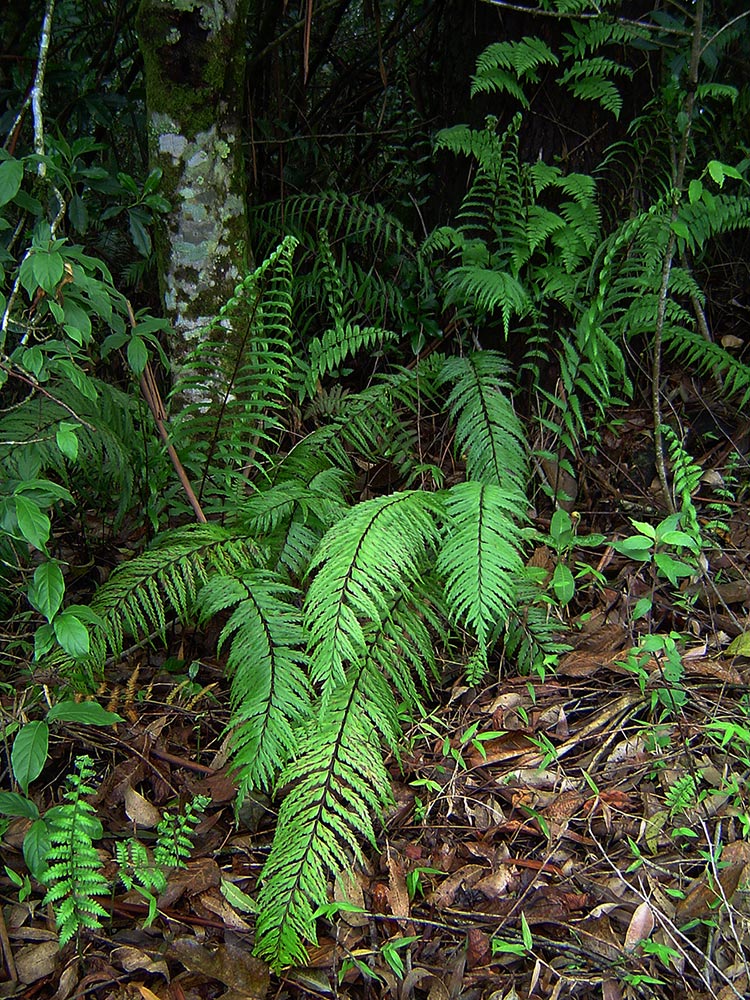 Asplenium friesiorum Asplenium friesiorum