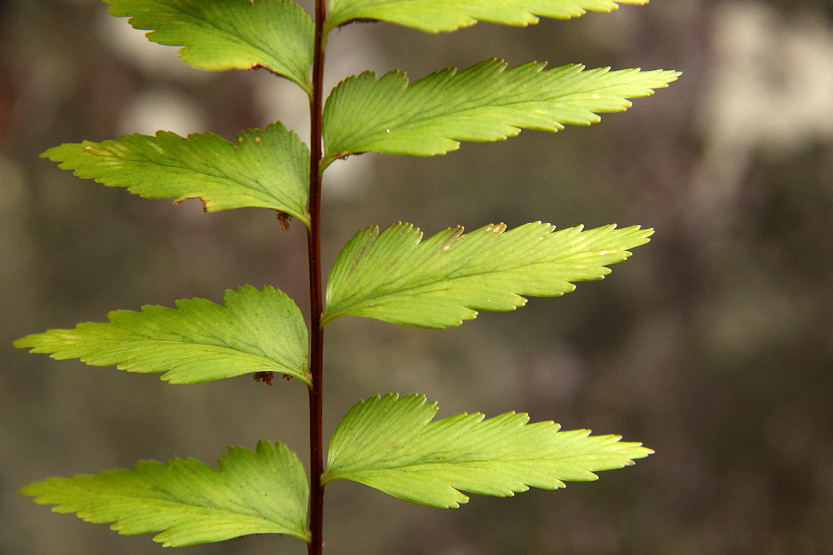 Asplenium friesiorum Asplenium friesiorum