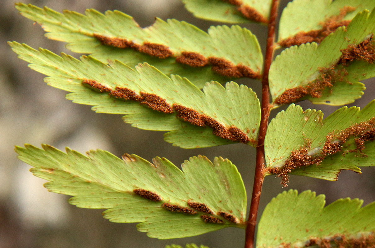 Asplenium friesiorum Asplenium friesiorum