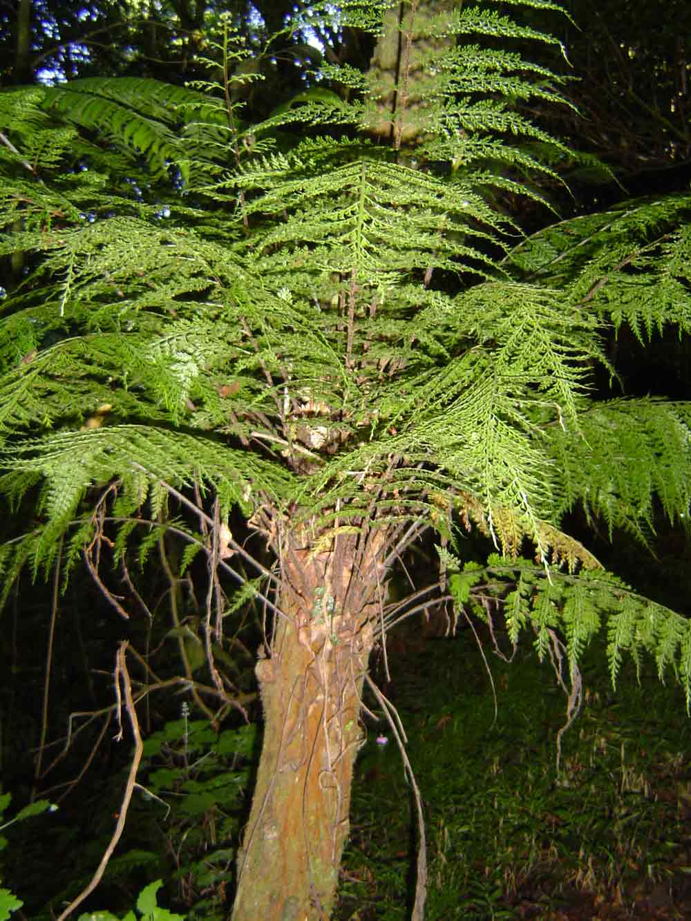 Asplenium hypomelas Asplenium hypomelas