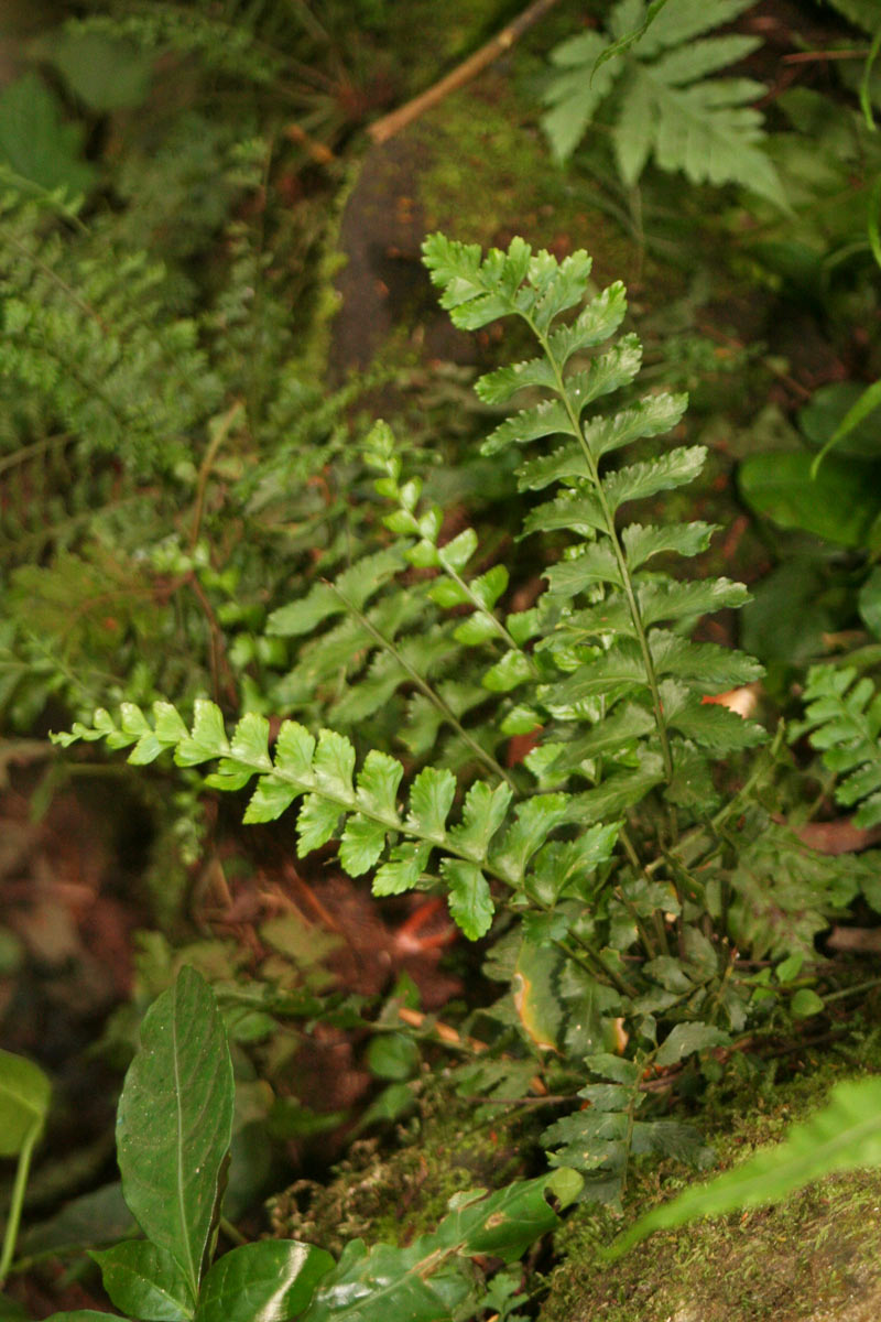 Asplenium inaequilaterale Asplenium inaequilaterale