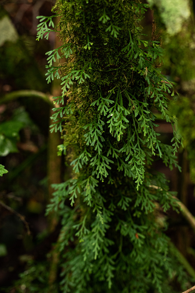 Asplenium mannii Asplenium mannii