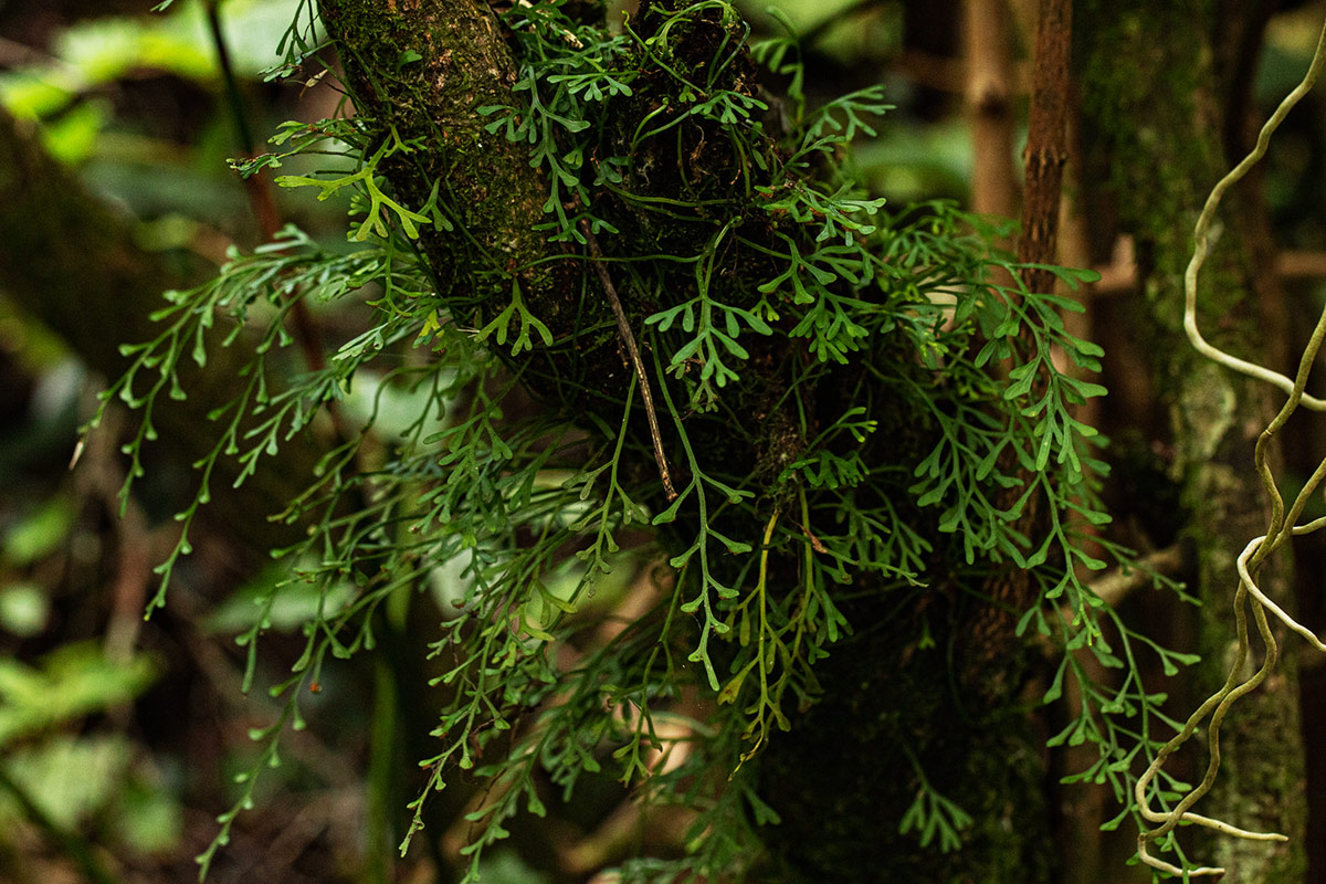 Asplenium mannii Asplenium mannii