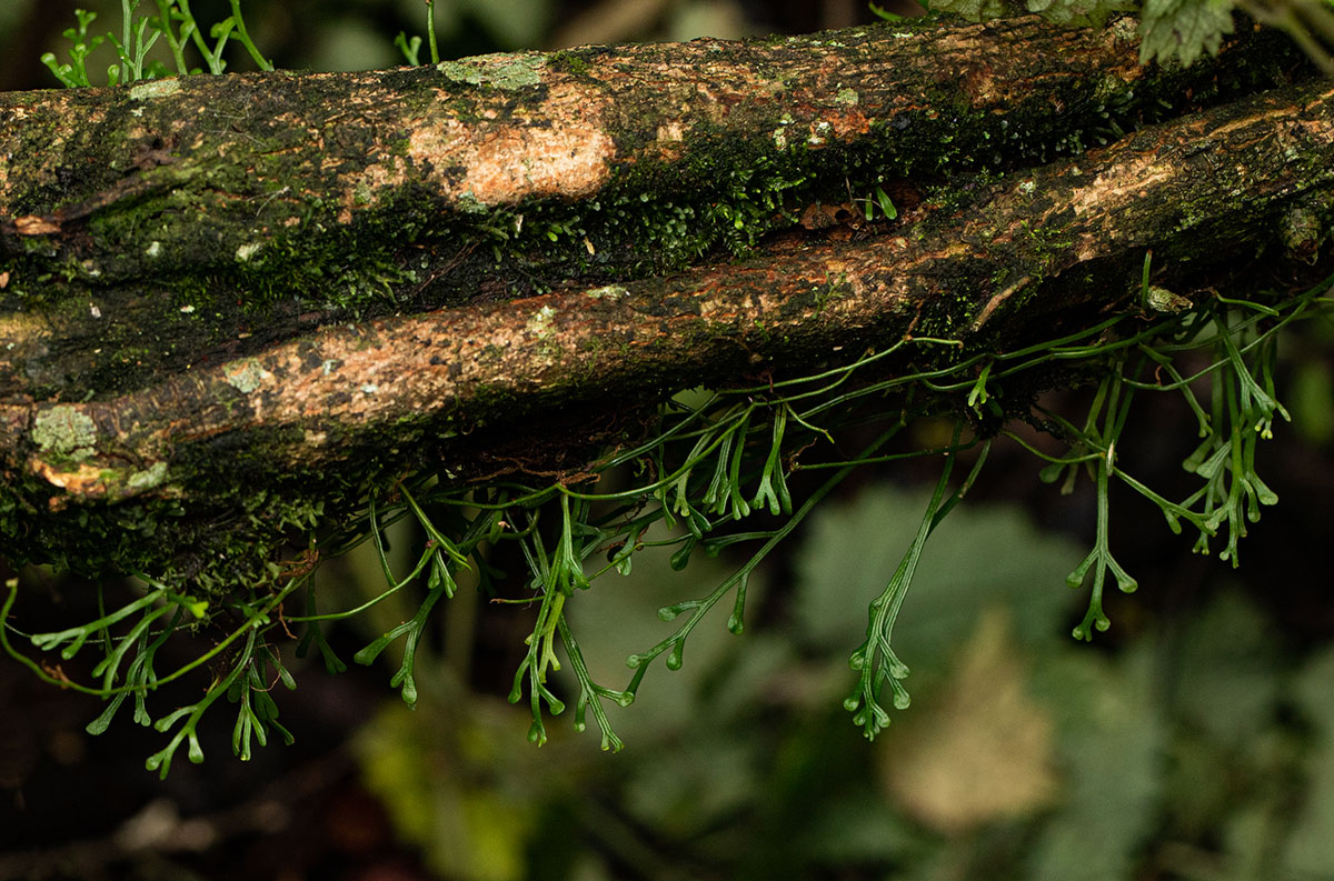 Asplenium mannii Asplenium mannii