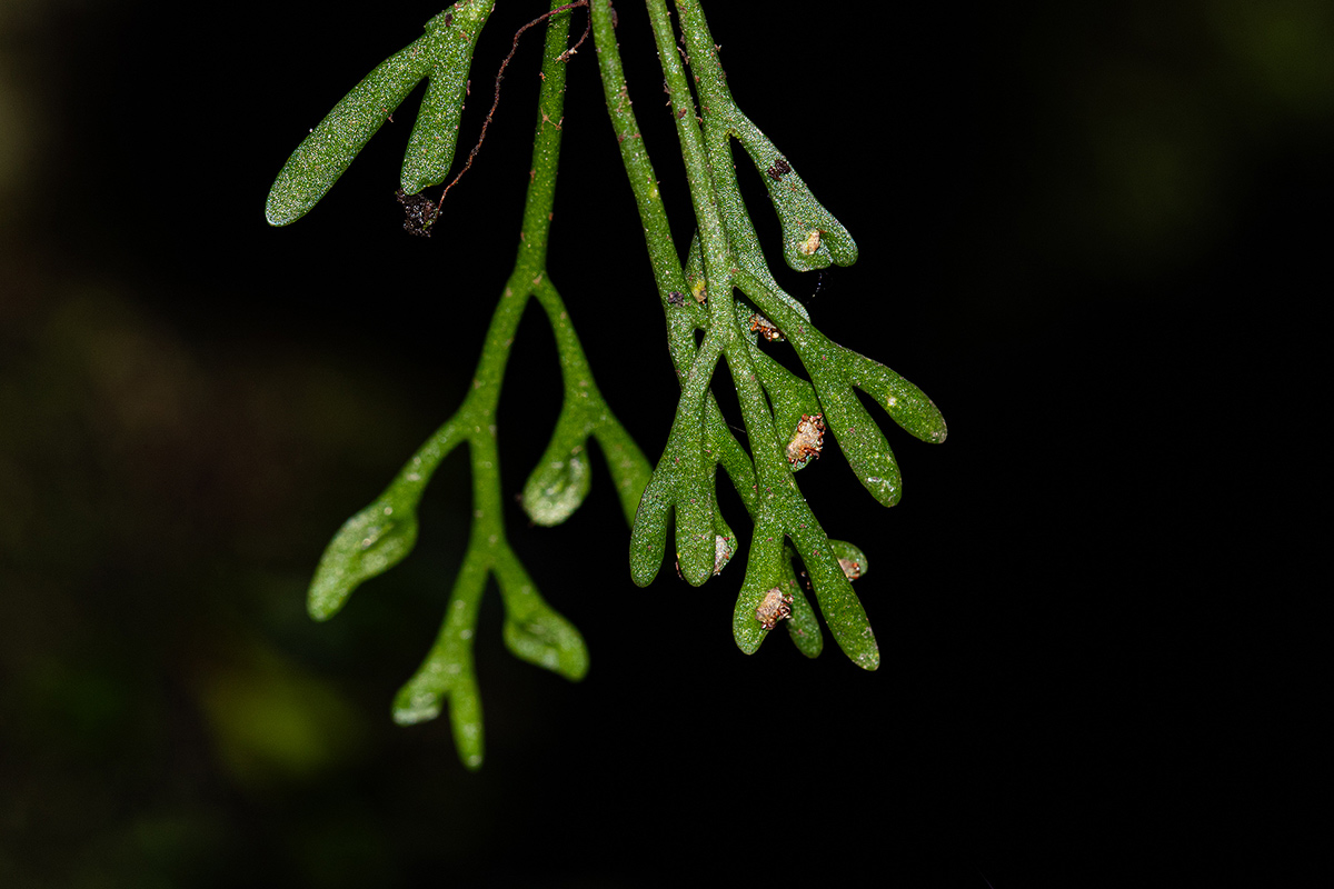 Asplenium mannii Asplenium mannii