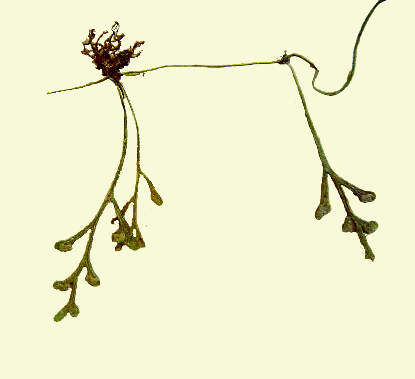 Asplenium mannii Asplenium mannii