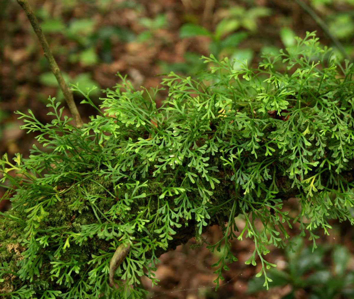 Asplenium mannii Asplenium mannii