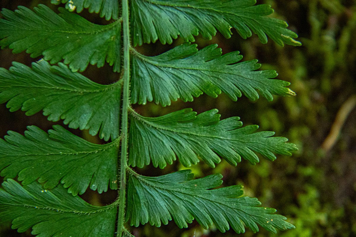 Asplenium protensum Asplenium protensum