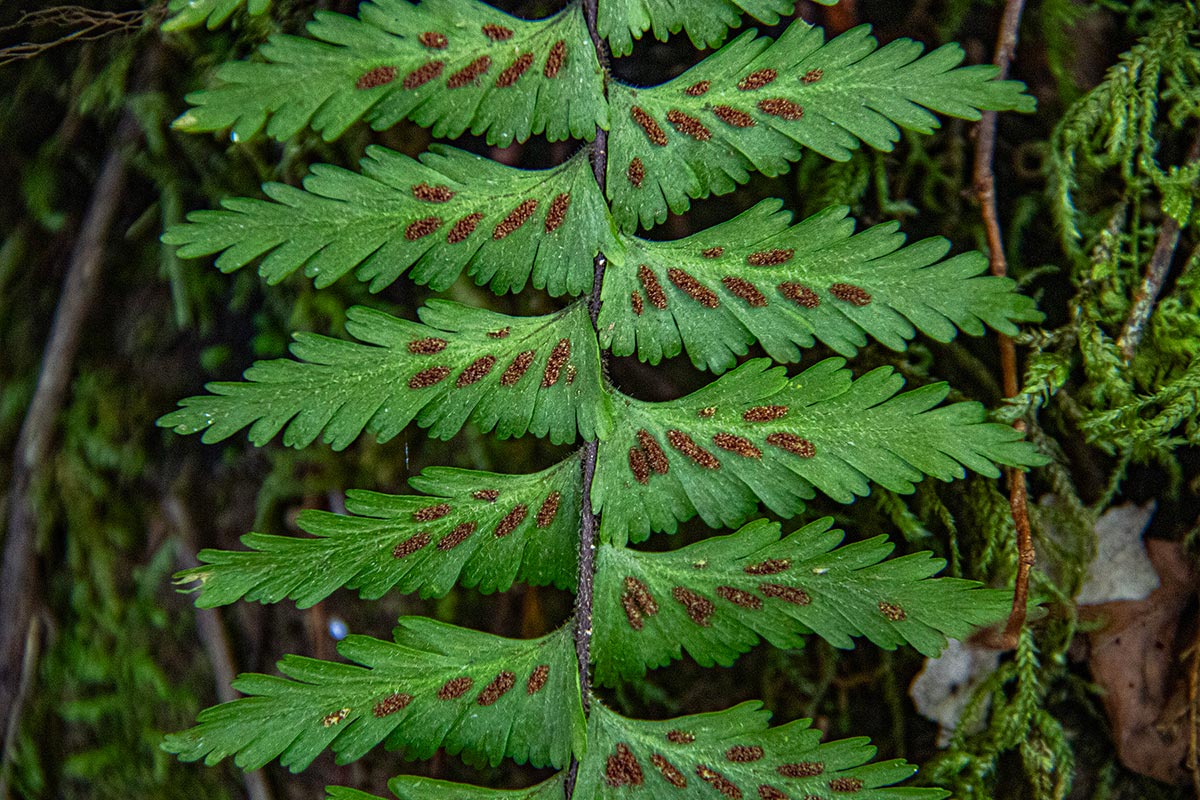 Asplenium protensum Asplenium protensum