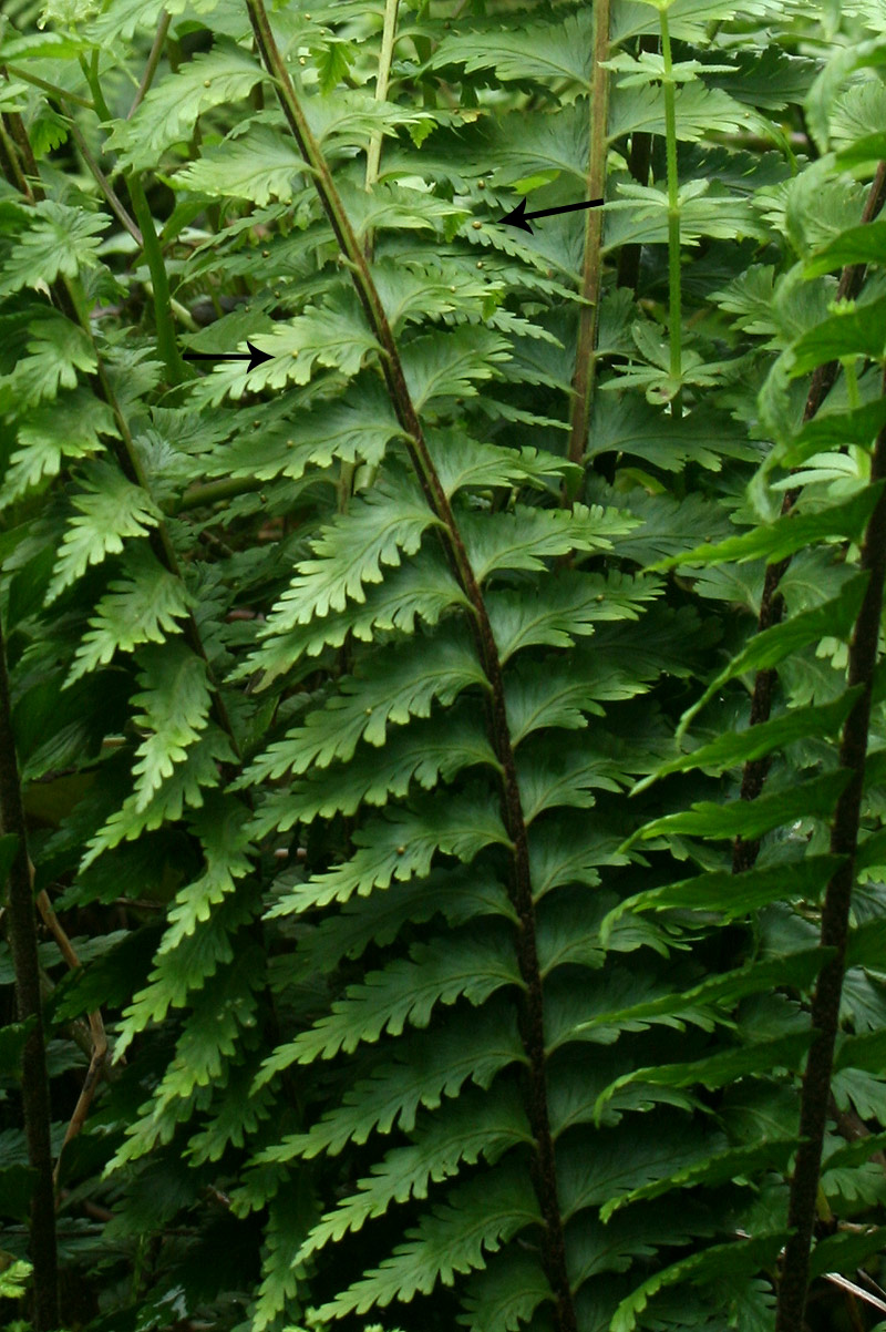 Asplenium protensum Asplenium protensum