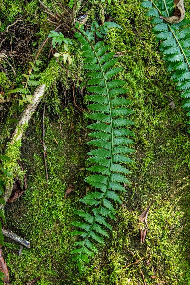 Asplenium protensum Asplenium protensum