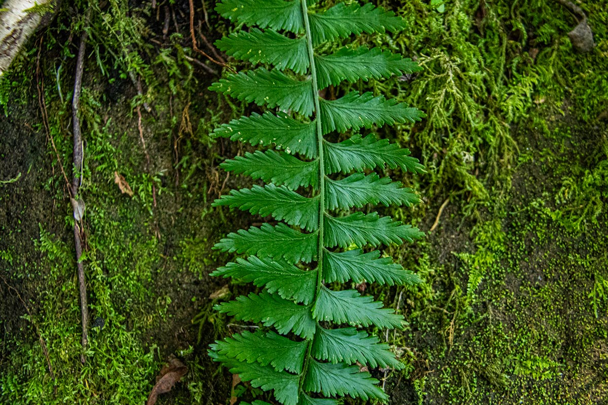 Asplenium protensum Asplenium protensum
