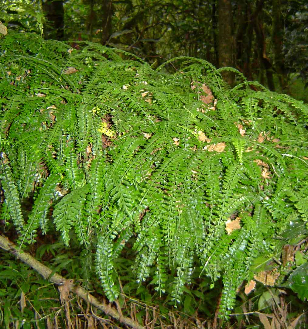 Asplenium sandersonii Asplenium sandersonii