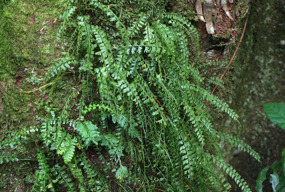 Asplenium sandersonii Asplenium sandersonii