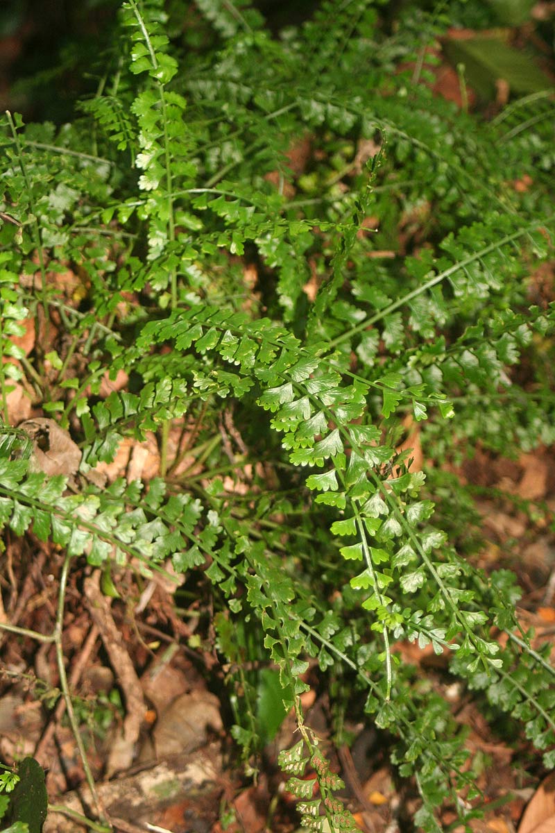 Asplenium sandersonii Asplenium sandersonii