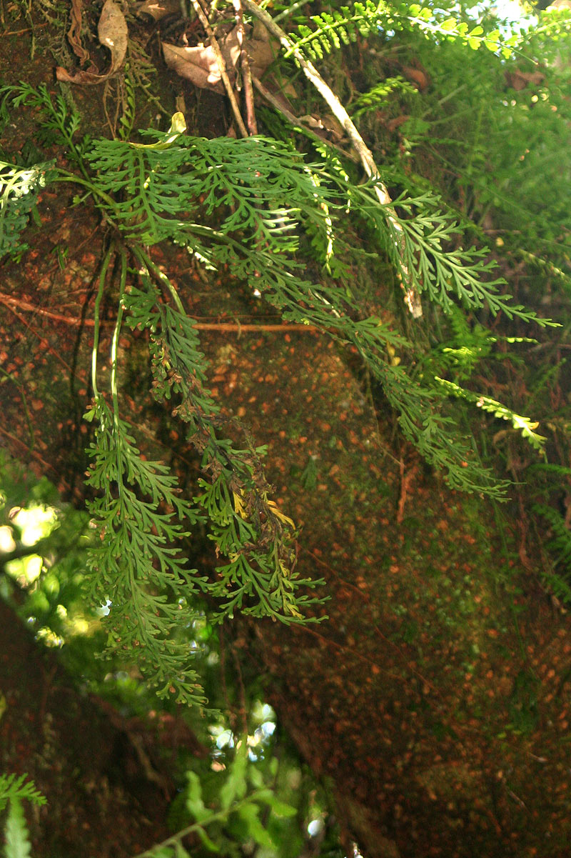 Asplenium theciferum Asplenium theciferum