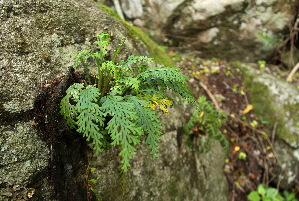 Asplenium theciferum Asplenium theciferum