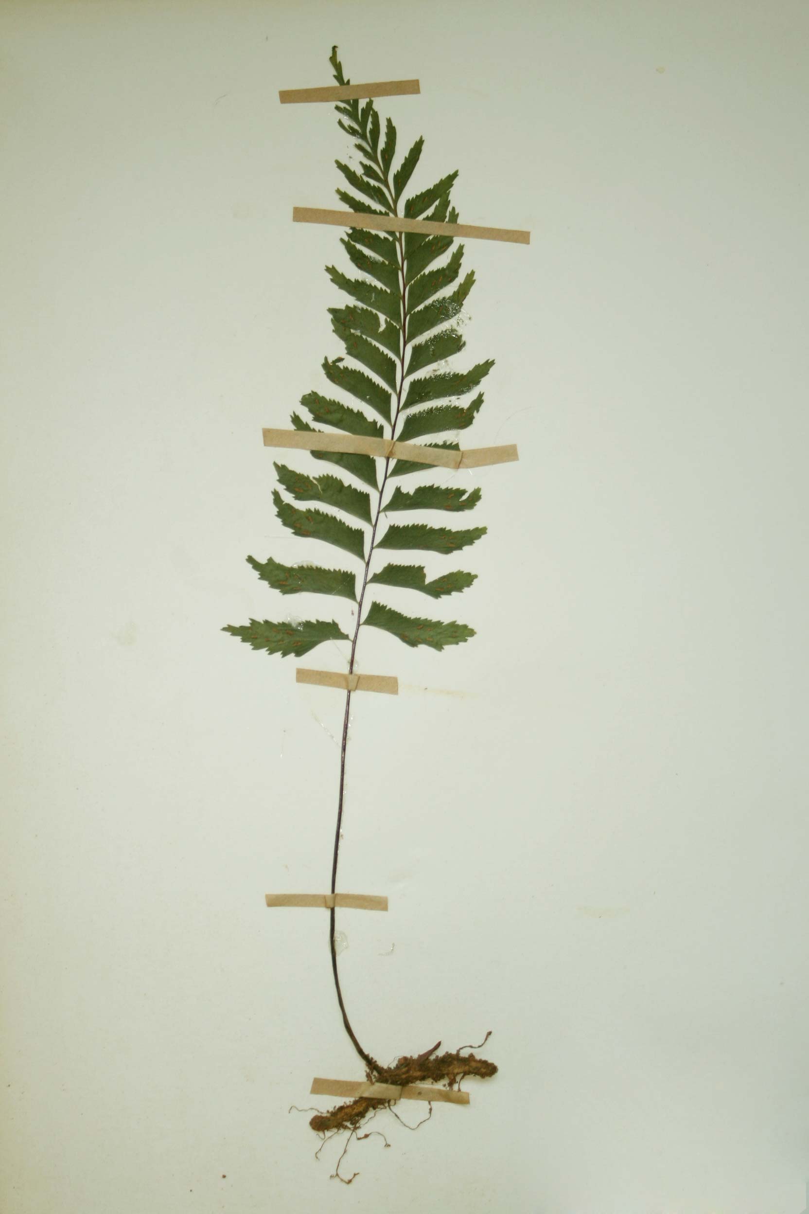 Asplenium unilaterale
