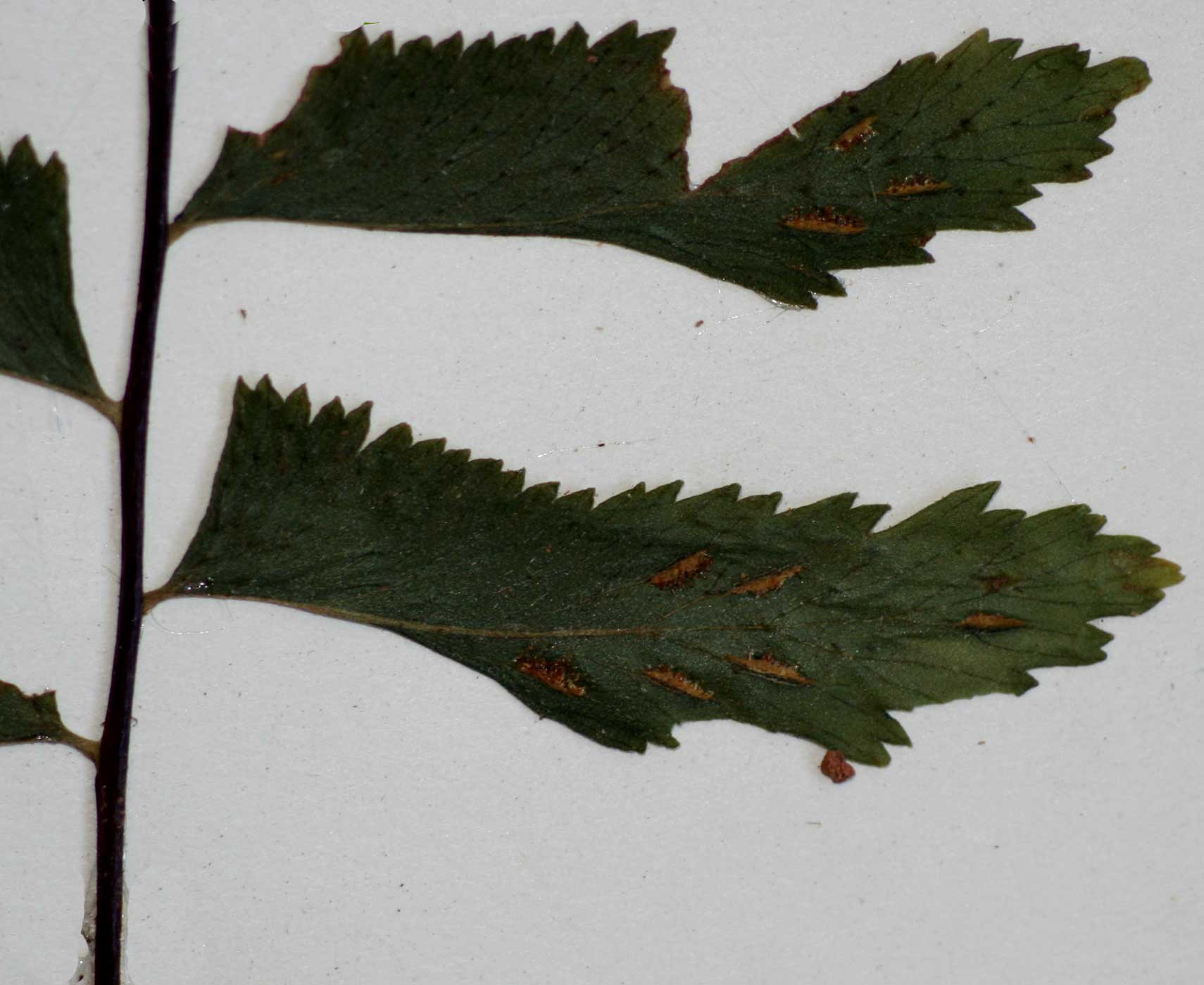Asplenium unilaterale Asplenium unilaterale
