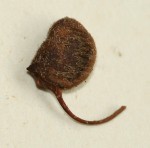Marsilea farinosa subsp. farinosa