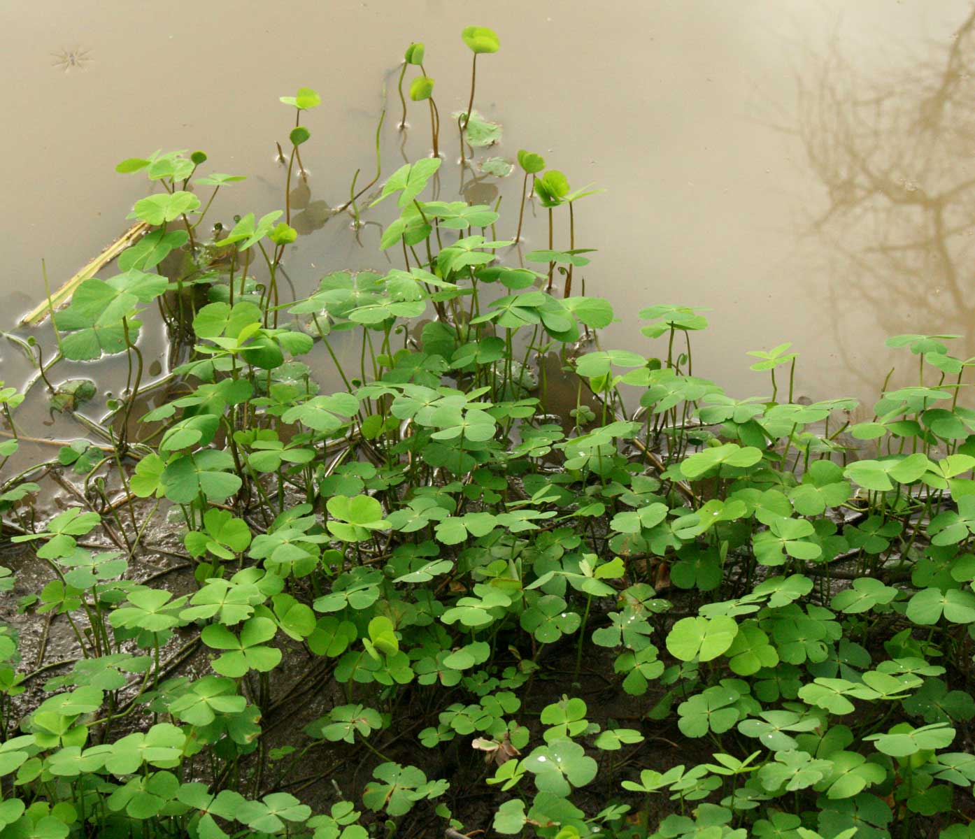 Marsilea minuta var. minuta Marsilea minuta var. minuta