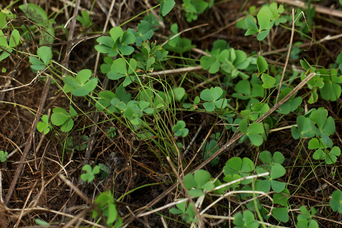 Marsilea minuta var. minuta Marsilea minuta var. minuta