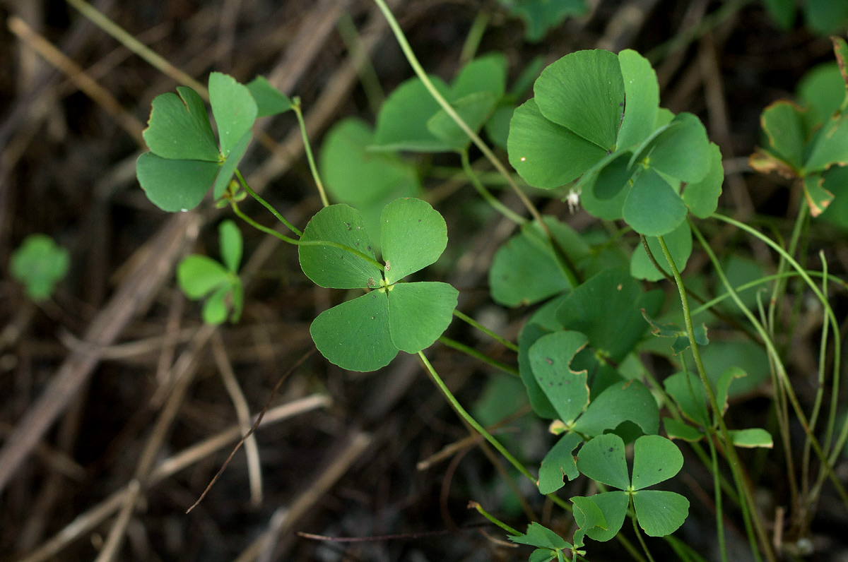 Marsilea minuta var. minuta Marsilea minuta var. minuta