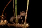 Marsilea minuta var. minuta