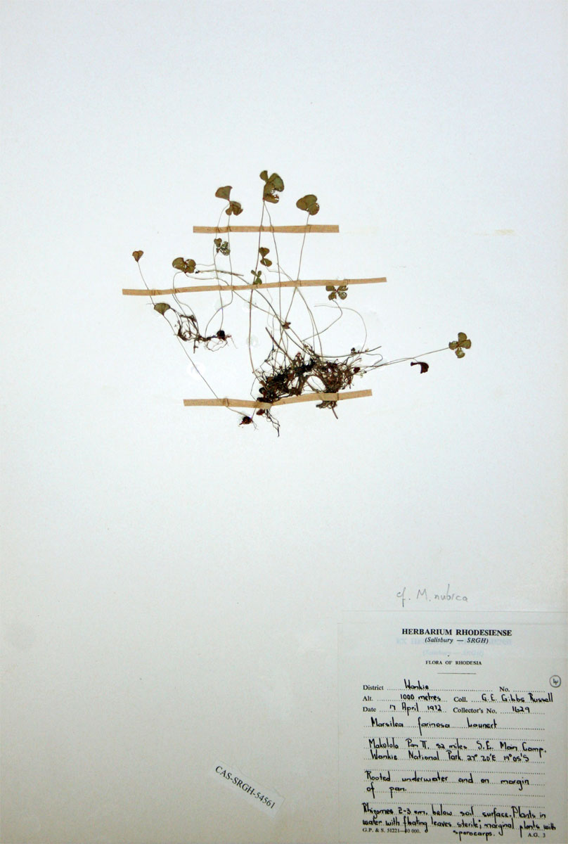 Marsilea nubica var. gymnocarpa Marsilea nubica var. gymnocarpa