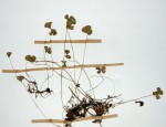 Marsilea nubica var. gymnocarpa