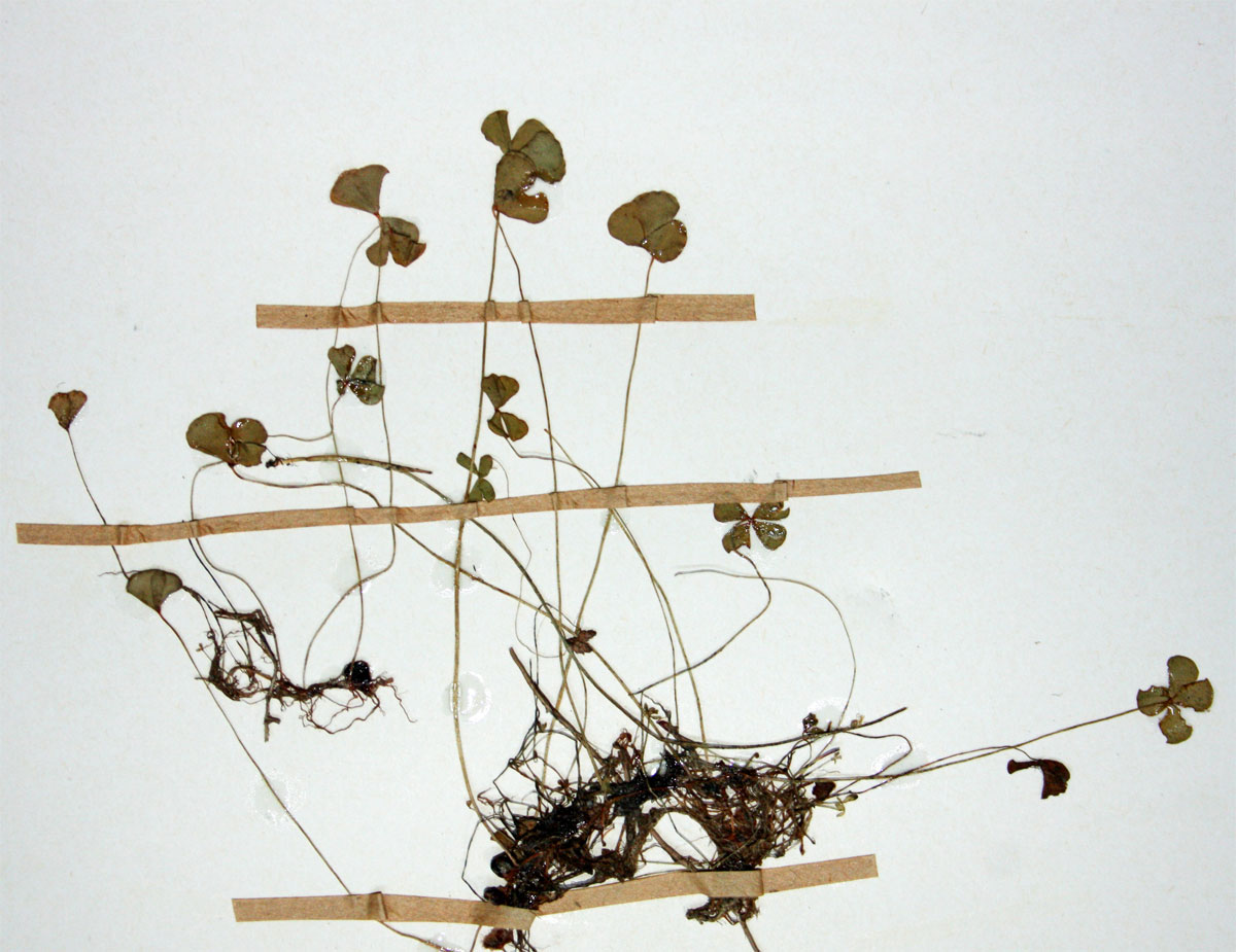 Marsilea nubica var. gymnocarpa