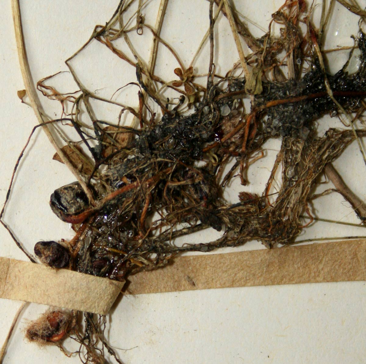 Marsilea nubica var. gymnocarpa Marsilea nubica var. gymnocarpa