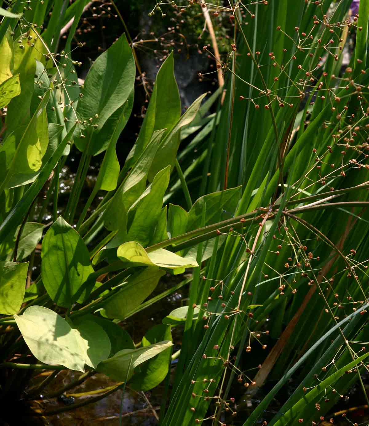 Alisma plantago-aquatica